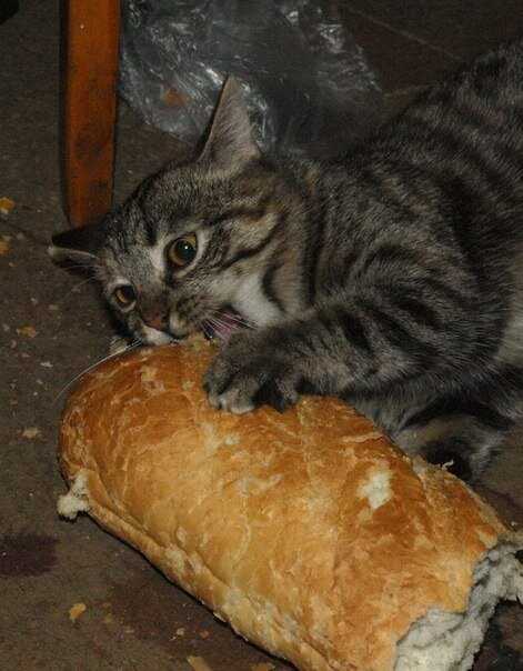 Как хлеб влияет на кошек?