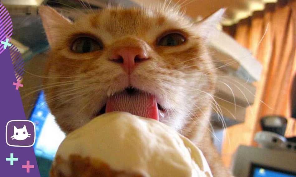 Почему кошки любят мороженое?