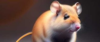 Почему крыса пугливая? Причины пугливости у крыс