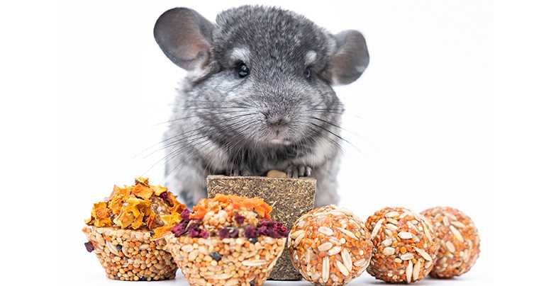 Компортаментальные особенности лонг крысы, препятствующие кормлению крысят