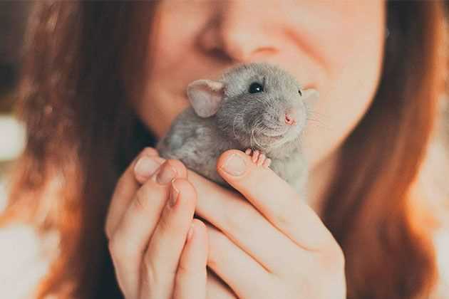 Причины отказа лонг крысы кормить крысят