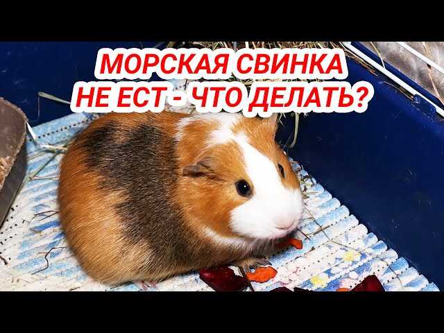 Почему морская свинка не ест все сено?