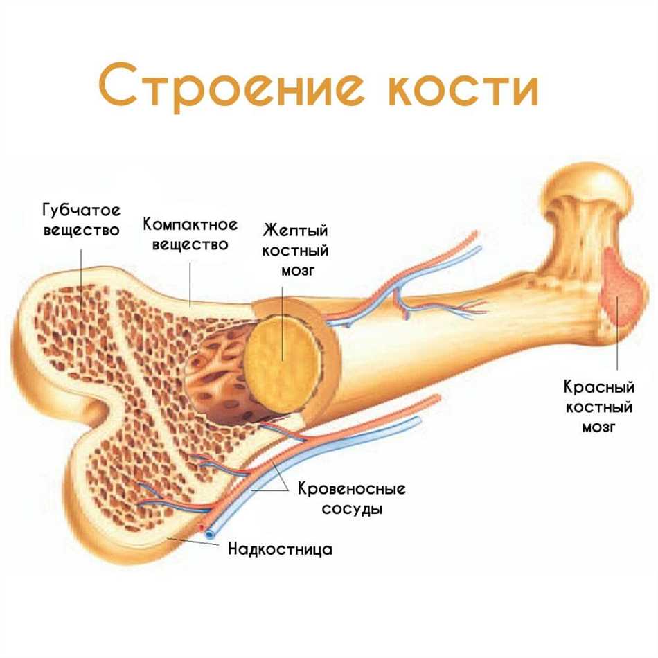 Переваривание вареных костей может привести к затруднениям