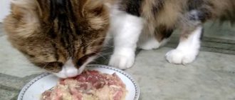 5 причин, почему нельзя кормить кошек человеческой едой