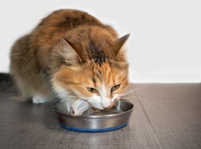 Важность балансированного питания для здоровья кошек