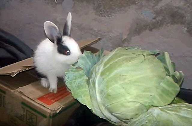 Рацион и диета кроликов