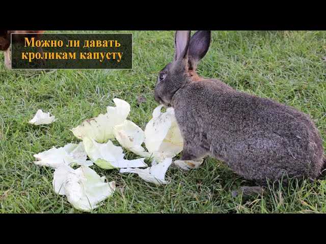 Почему нельзя кормить кроликов капустой?
