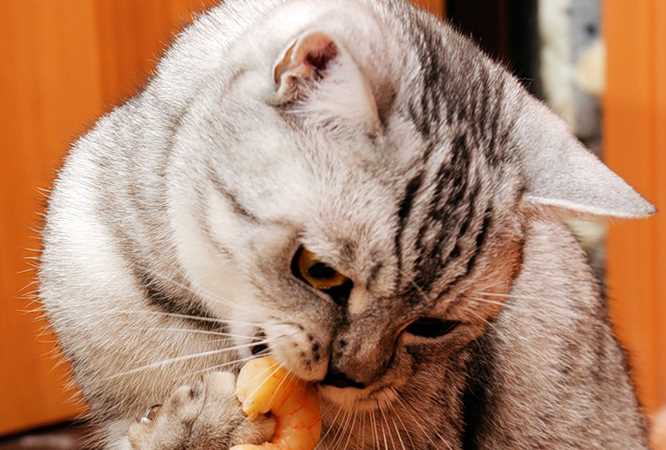 Второй раздел: Особенности питания кошек
