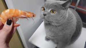 Третий раздел: Почему креветки опасны для кошек