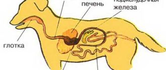 Почему собакам нельзя кашу? Важная информация для владельцев собак