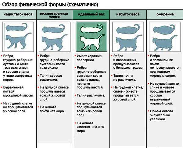 Медицинские причины, по которым стерилизованная кошка не может полнеть