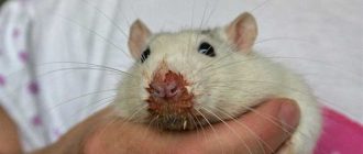 Почему у белых крыс красные глаза: причины и объяснения