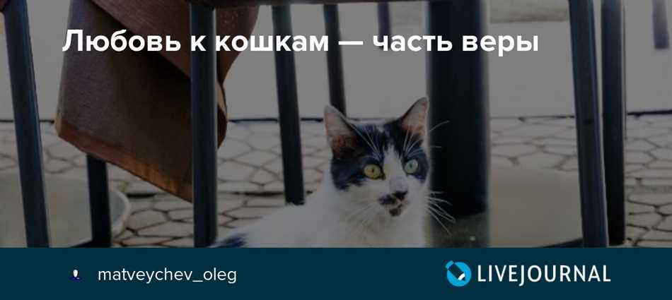 Правда ли что любовь к кошкам это часть веры?