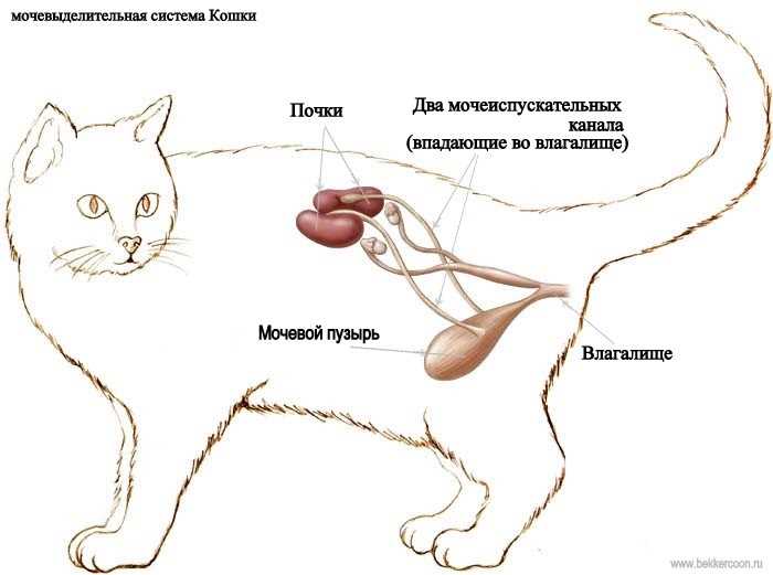 Полидипсия