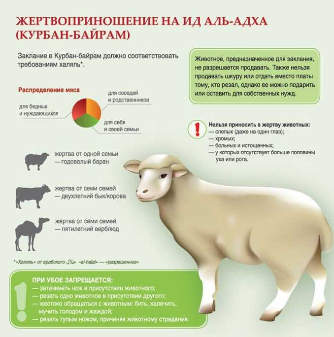 Рекомендации по отношению к животным в исламе