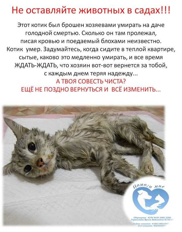 Православие и кошки