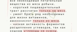 Важность содержания белка в корме для кошек: оптимальные показатели и их значение