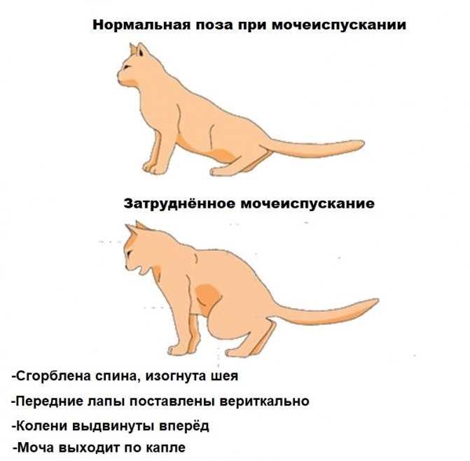 Сколько кормить котенка сухим кормом?