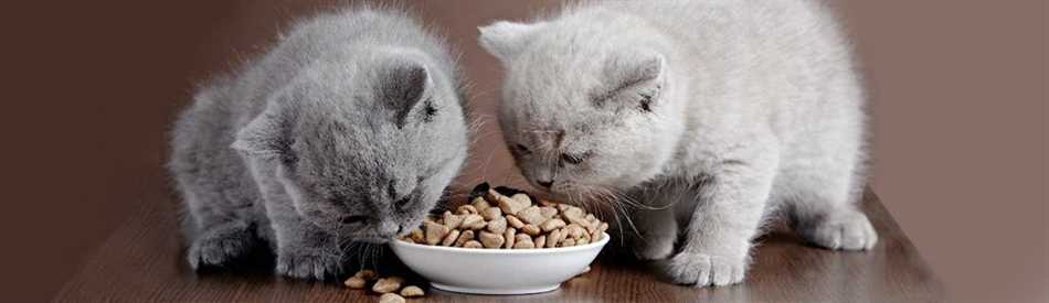 Расчет количества еды для кота