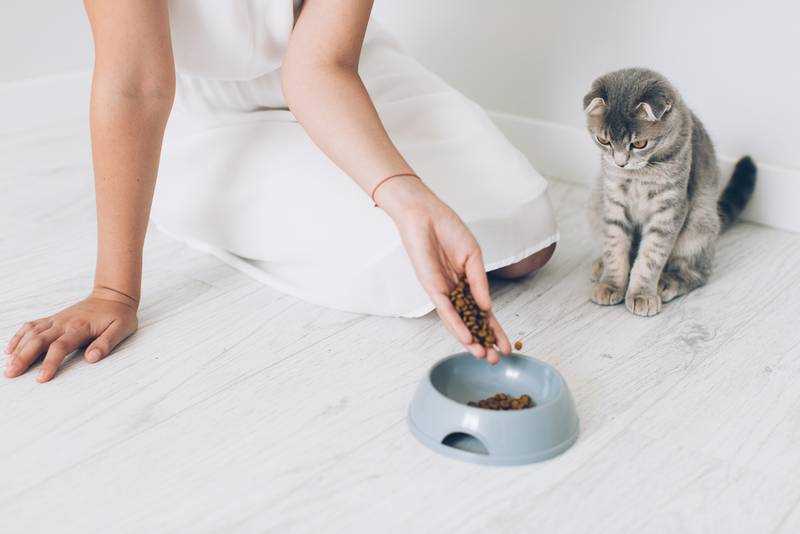 Правильное питание кота - залог его здоровья
