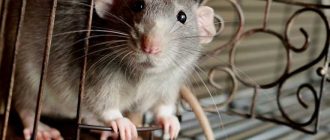 Сколько грамм ест крыса: история и особенности питания
