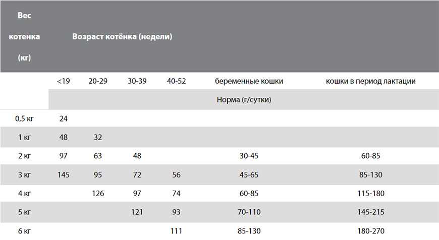 Кормление 5-месячной кошечки мейн куна