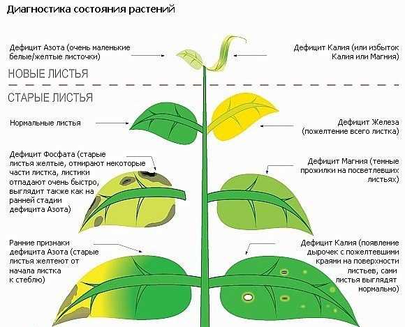 Значимость калия и фосфора для организма