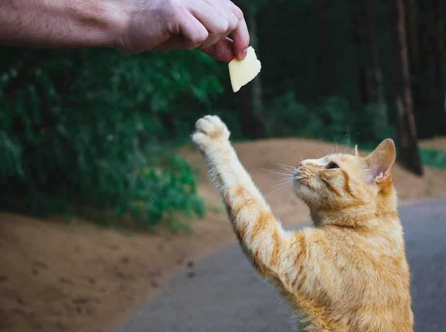 Сколько кошке можно сыра?