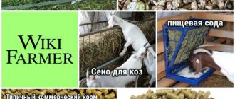 Какое количество сена нужно козе в день? Подробный обзор и рекомендации