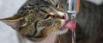 Сколько воды нужно котенку по весу? Узнайте все подробности