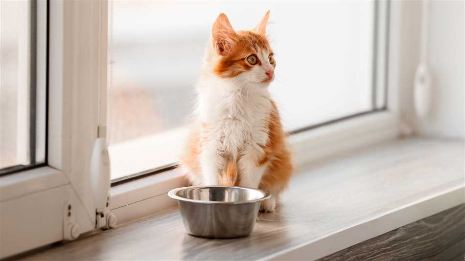 Как узнать, сколько воды нужно вашему котенку?