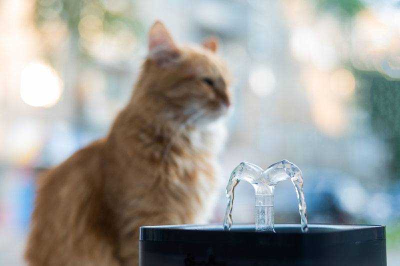 Как убедиться, что ваш котенок пьет достаточно воды?