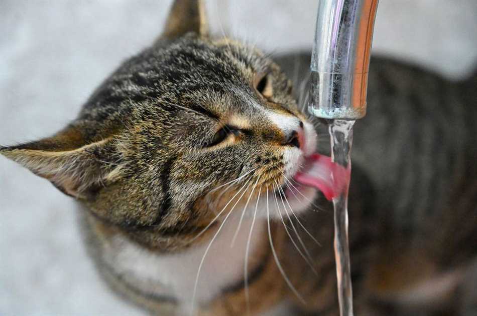 Сколько нужно воды котенку по весу?