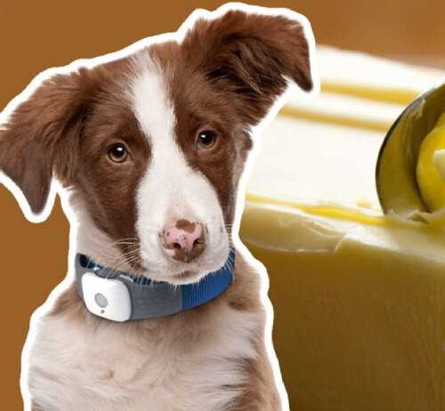 В каких случаях можно давать собаке растительное масло?
