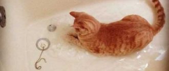 Сколько раз в неделю нужно мыть вислоухого кота?