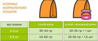 Сколько раз в день кормить котёнка в 2 месяца шотландца?