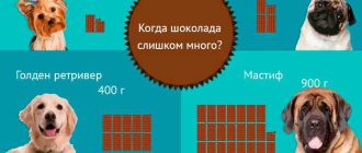 Сколько раз в день кормить щенка в 8 месяцев сухим кормом?