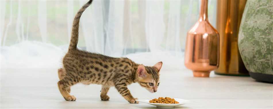 Режим и рацион питания кошки в зависимости от ее состояния