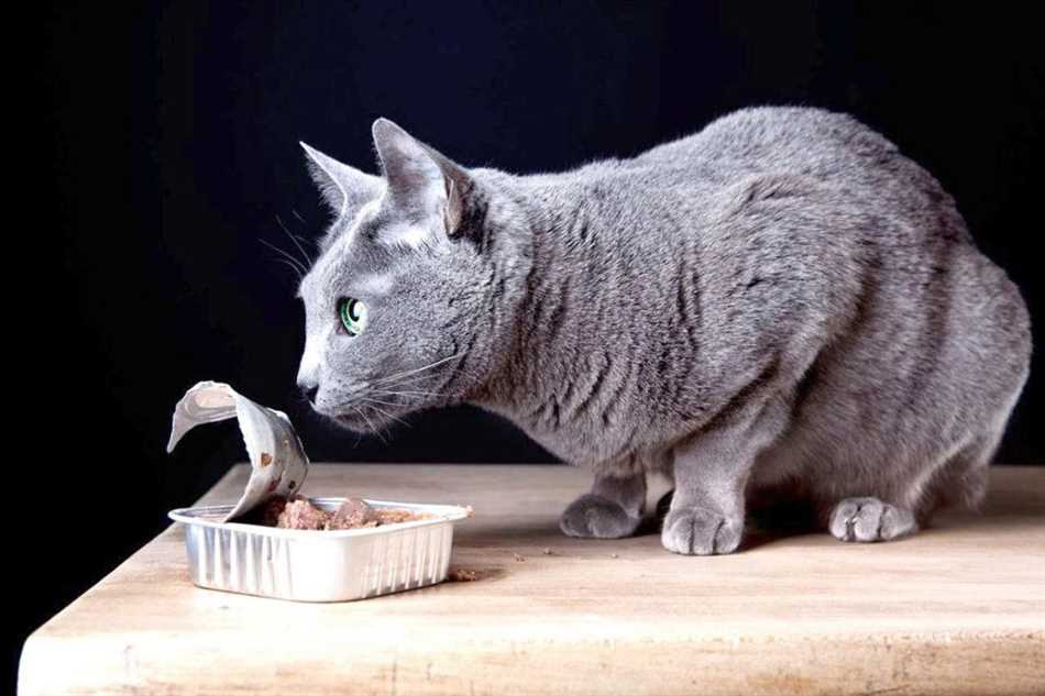 Сколько раз в день нужно кормить кошку взрослую и в каком количестве?