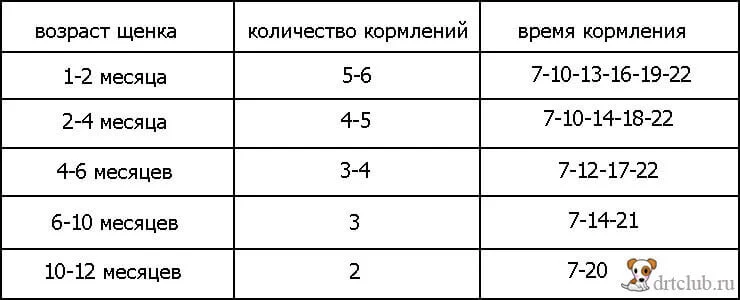 Количество приемов пищи в день для собак в возрасте 1 год