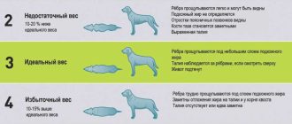 Сколько рубца давать собаке в день: оптимальная дозировка и правила питания