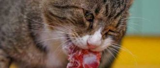 Сколько сырого мяса можно давать коту в день: оптимальное количество
