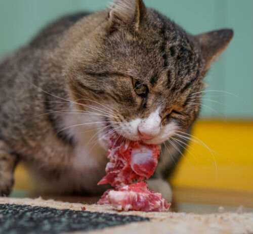 Сколько сырого мяса можно давать коту в день?