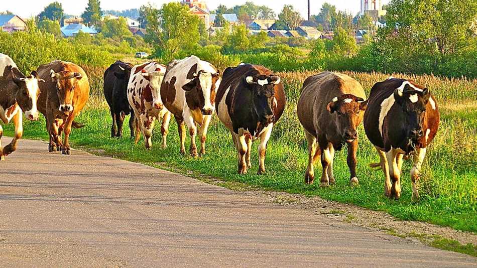 Ограничения на содержание скота в частном доме по закону РФ