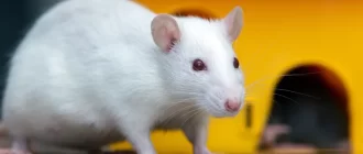 Сколько стоит белая крыса с красными глазами: цена и особенности