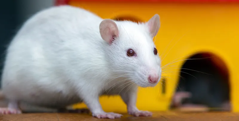 Сколько стоит белая крыса с красными глазами?