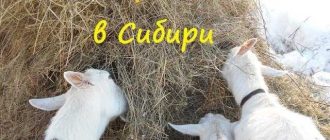 Сухари для коз: сколько можно давать и как правильно