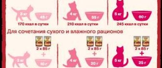 Сколько сухого корма давать коту в день? Таблица и рекомендации