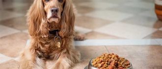 Суточная норма сухого корма для взрослой собаки: как правильно кормить своего питомца