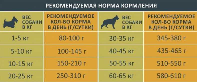 Зачем знать, сколько сухого корма нужно есть взрослой собаке?